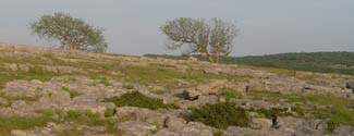 Newbiggin Limestone